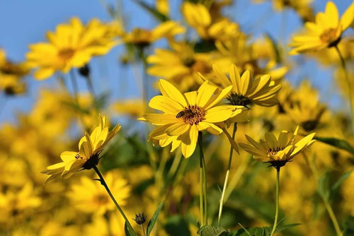 Jerusalem artichoke healthy - 5,
