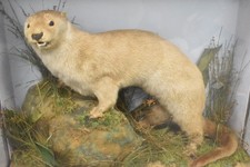 Victorian Large Stoat/ Weasel