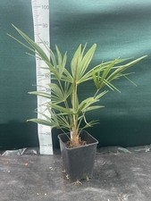 Trachycarpus var. nainital