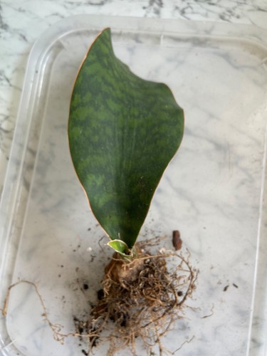 Sansevieria masoniana - sansevieria,