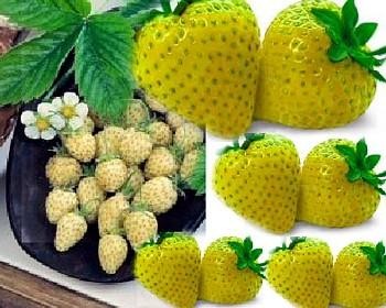 Yellow wonder alpine - yellow,