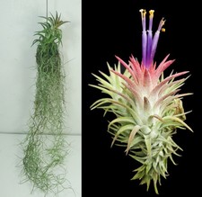 Tillandsia ionantha with Spanish Moss (Tillandsia usneoides)