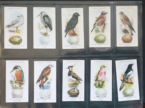 Ogdens birds and their - birds, eggs
