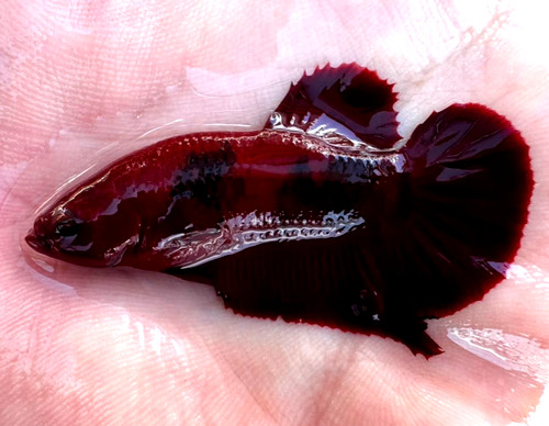 Betta fancy red hmpk - hmpk-, male-