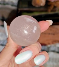 Madagascan Rare Girasol Rose