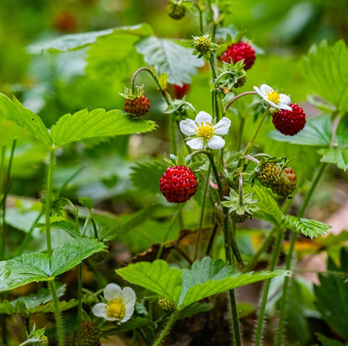 Wild oregon strawberry - oregon,