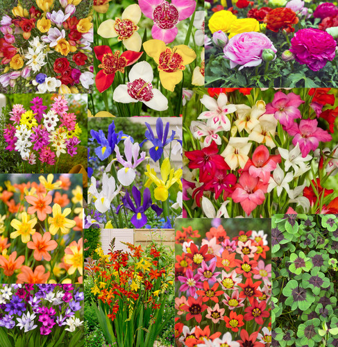 Mixed gladiolus summer - gladiolus,