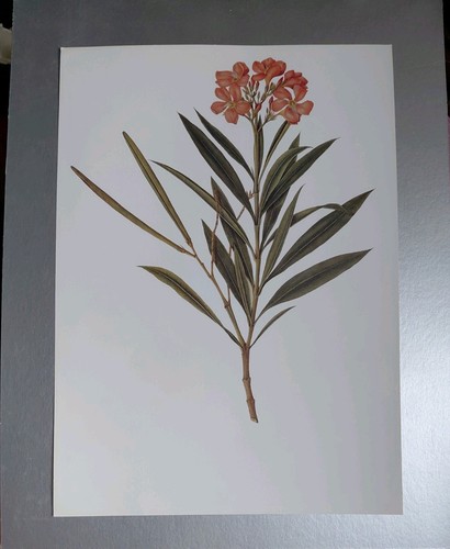 Botanical print oleander rose - botanical, ,rose