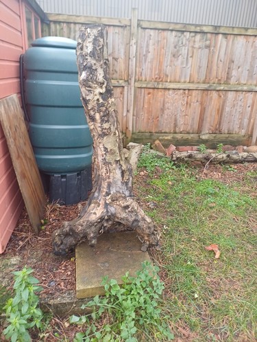 Large laurel tree stump - large, roots