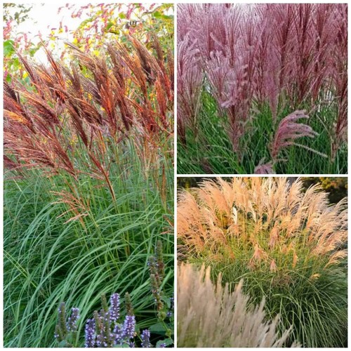 Miscanthus sinensis new - miscanthus, "new