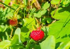 Fruit - Alpine Strawberry -