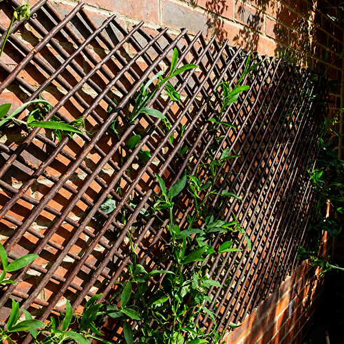 Expanding willow garden - expanding,