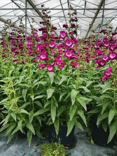 Penstemon violet hardy - violet,