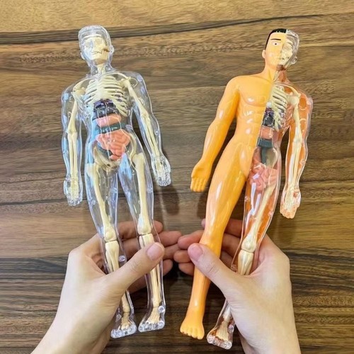 Teaching tool human torso - 3d,