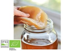 X Large Organic Kombucha Scoby