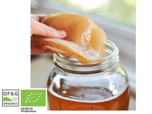 Litre organic kombucha scoby - 5,