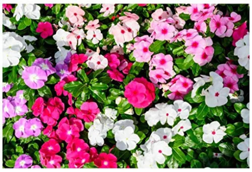 Flower impatiens walleriana - -impatiens,