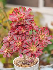 Aeonium channel rooted plant -