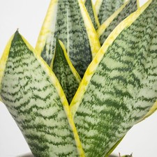 Sansevieria Futura Superba