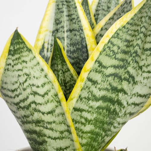 Sansevieria futura superba - sansevieria,