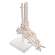  Foot Joint Model Human Skeleton Model Human Foot Bone Ankle Model without