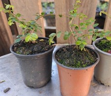 X2 Chinese Elm Ulmus