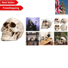 Textured Brown Human Skull