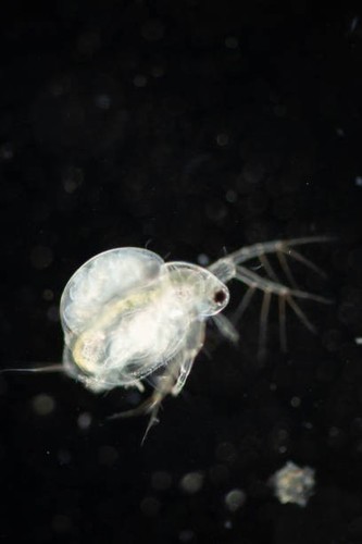 Live daphnia moina - live, fleas