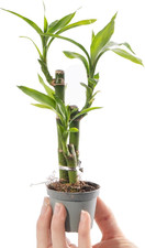 Baby Lucky Bamboo Plant