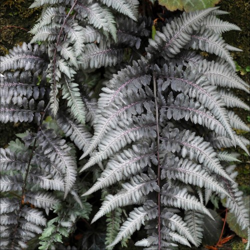 Hardy fern pewter lace silver - fern,