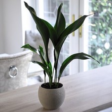 T&M Almost Unkillable Houseplant Collection 3x 12-17cm Potted Plants
