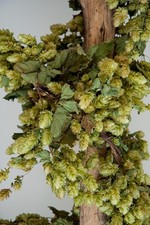 Slim Dried Hop Bines Direct From Farm | Delivery Included | Wedding | Garland