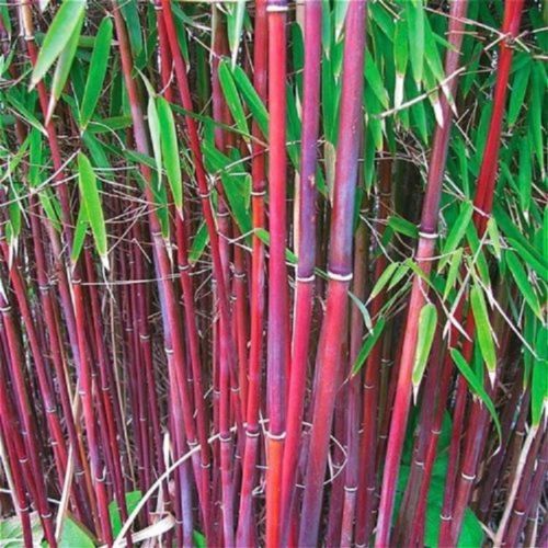 Red bamboo seeds privacy - red,