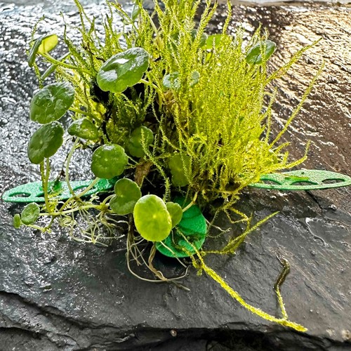 Turtle java moss pad - moss,