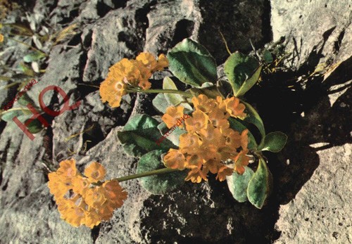 Picture postcard flower - picture, postcard:;flower