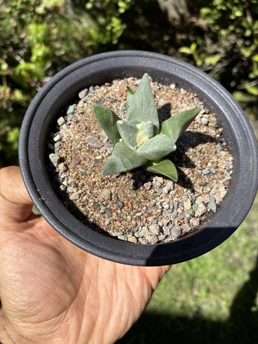 Ariocarpus seed grown year - ariocarpus,