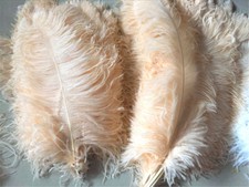 Large Quality Champagne Ostrich Feather Long Wedding Party Costume Plume 45-50cm