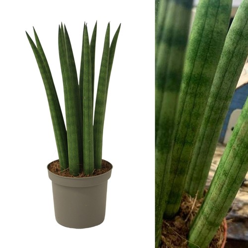 Sansevieria cylindrica