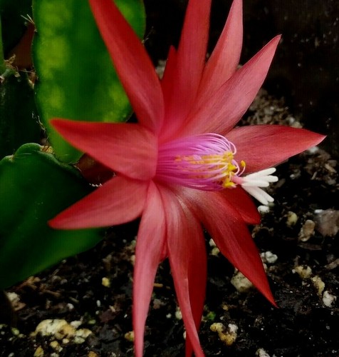 Rare red live - rare, cactus