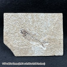 Knightia alta Fossil Fish in