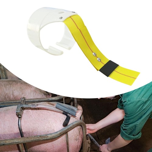 Pig insemination back clamp - pig,