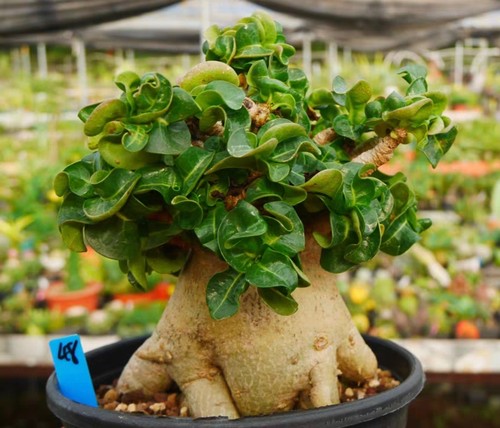 Rare cacti adenium - cacti,