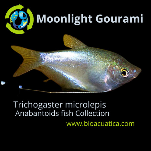 Gorgeous moonlight gourami - 2, 2