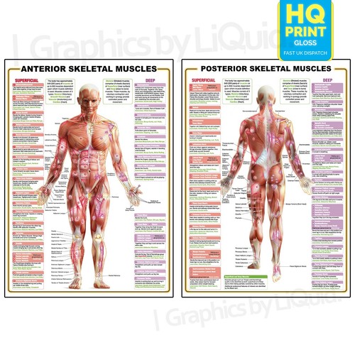 Muscle anatomy skeletal - muscle,