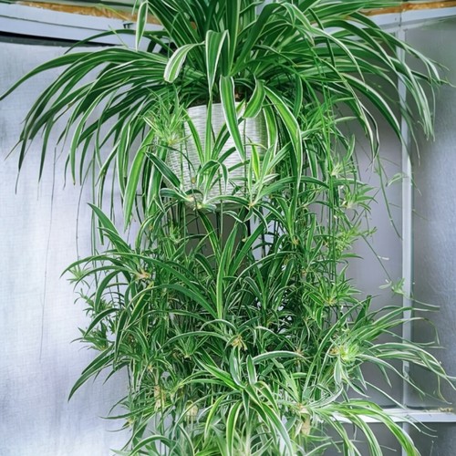 2pcs reverse variegated spider - variegated,
