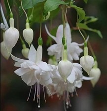 Fuchsia Giant 'White King'