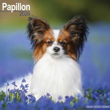 Papillon Calendar 2026 - Dogs - Month To View