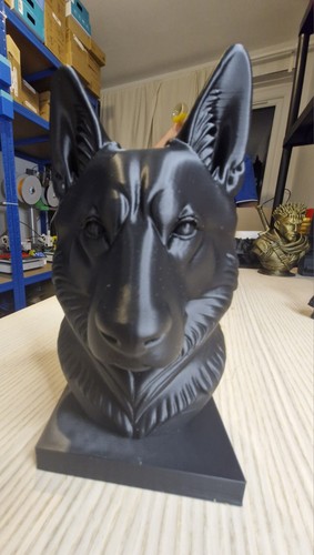 Siberian husky dog - husky, bust