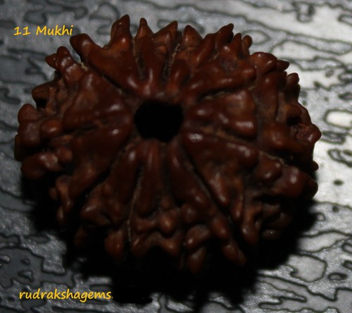 Nepalese eleven gyrah mukhi - eleven, 11
