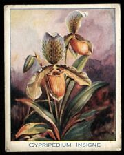 Tobacco Card, Carreras, ORCHIDS, Large, 1925, Cypripedium Insigne, #3